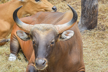 Close-up of Bos javanicus sitting in garden