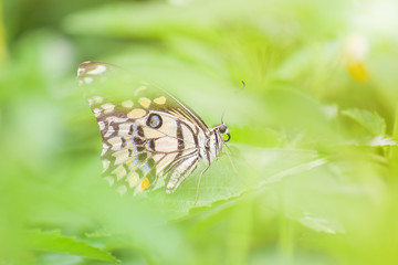 Butterfly with soft sunlight on green leaf