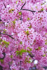 Kawazu cherry blossoms : full blooming