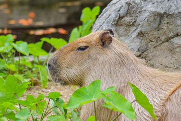 Close-up of capybara with sunlight in forest