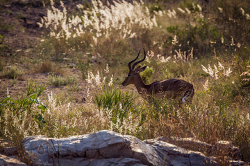 Common Impala in backlit grass in Kruger National park, South Africa ; Specie Aepyceros melampus family of Bovidae
