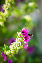 Bumble bee gathering honey from a purple flower
