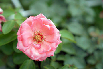 ピンク色のばら