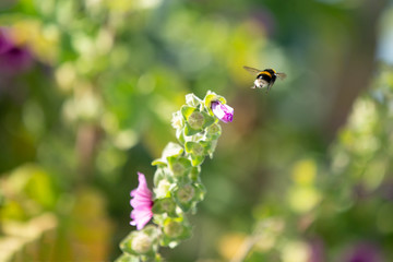 Bumble bee gathering honey from a purple flower