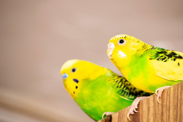 two wavy parrots are sitting on the closet