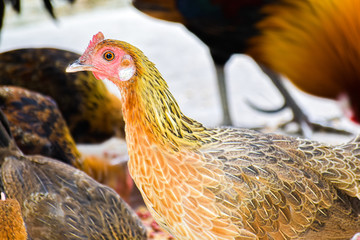Close-up of hen in farm