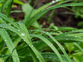 Green leaves with water drops after rain. Green leaves texture. Rainy weather.