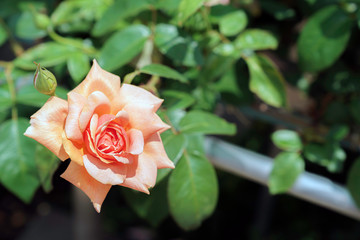 ピンク色のばら