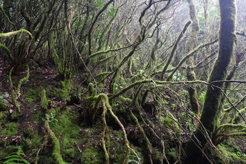 Bosque de laurisilva en ÇTenerife