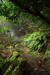 Bosque de laurisilva en ÇTenerife