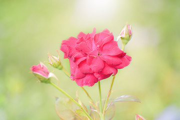 Close-up of red rose with sunlight in garden