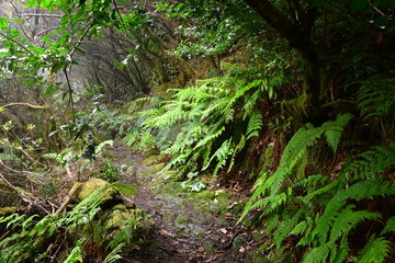 Bosque de laurisilva en ÇTenerife