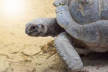 Close-up of Sulcata tortoise, african spurred tortoise in farm
