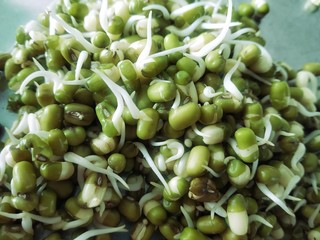 The mung bean, alternatively known as the green gram, maash, or moong, is a plant species in the legume family.