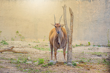 Eland (Taurotragus oryx) standing in farm