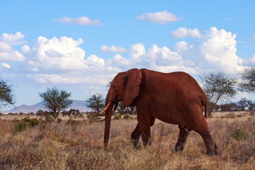 Fototapeta na wymiar A view of a walking elephant with tusks and trunk. Dry grass on African safari with trees and herd of zebras in background, under blue sky with clouds.