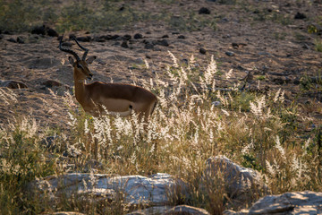 Common Impala in backlit grass in Kruger National park, South Africa ; Specie Aepyceros melampus family of Bovidae
