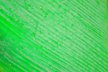 Fresh green leaf for background concept. Close-up of green leaf with soft sunlight in garden