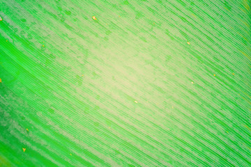 Fresh green leaf for background concept. Close-up of green leaf with soft sunlight in garden