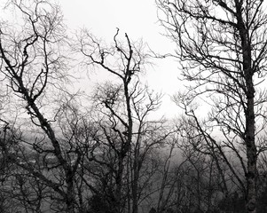 silhouette of a tree