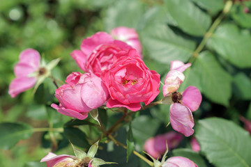 ピンク色のばら