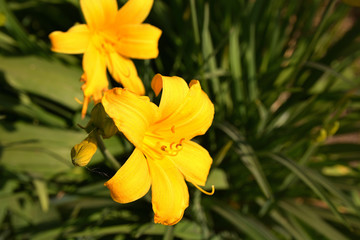 Yellow lilies on a sunny day on a background of green leaves. Macro