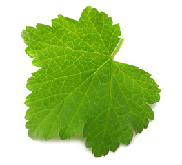Fototapeta premium green leaf of black currant isolated on white background