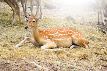 Spotted deer sitting in garden. Close-up of Axis deer in garden