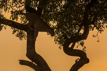 Obraz na płótnie Canvas Leopard in Kruger National park, South Africa