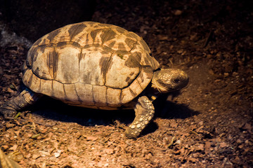 Sulcata Tortoise with spotlight in farm