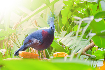 Victoria crowned pigeon standing on dried branch in bird park