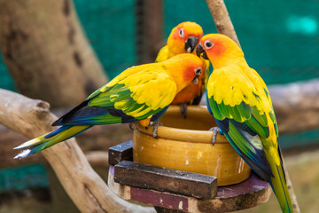 birds in a Small Zoo under the KL-tower in Kuala Lumpur