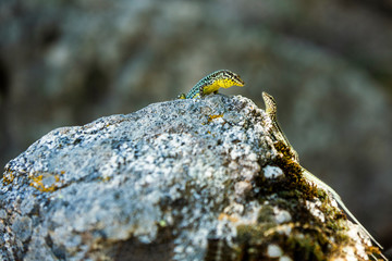 Small courting lizards looking at each other, isolated on a rock