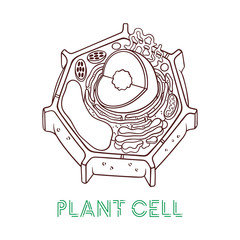 Vector sketching illustrations. Schematic structure of plant cell.