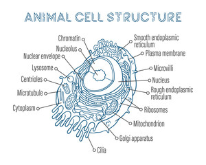 Vector sketching illustrations. Schematic structure of animal cell.