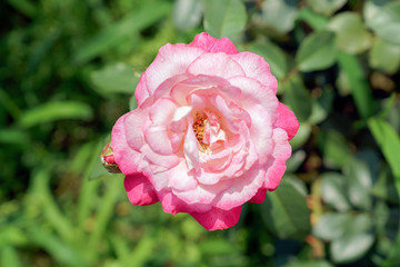 ピンク色のばら