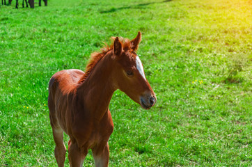 Naklejka na ściany i meble Little brown foal in green grass pasture