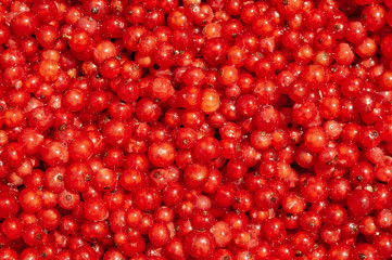 berries of red currant