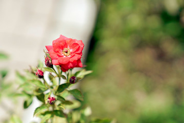 赤色のばら