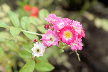 ピンク色のばら