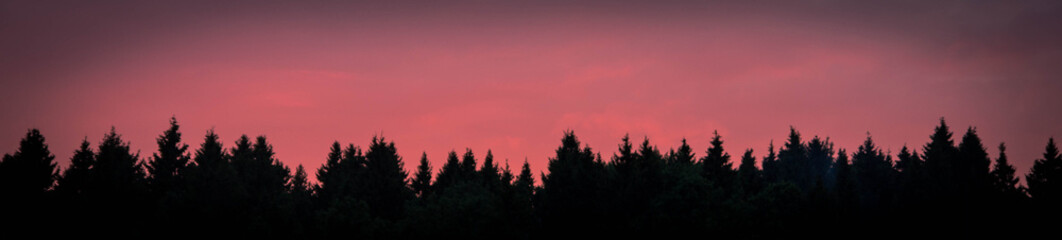 crimson-red sunset seen from behind the trees. sunset making its way through the trunks of a pine...