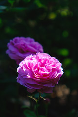 Beautiful light falling on pink roses in a garden