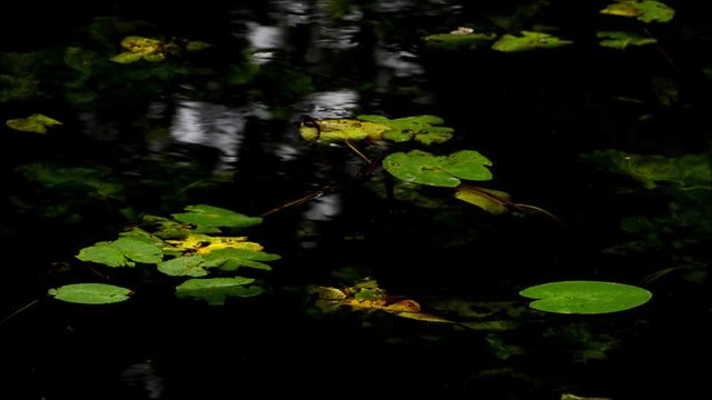 Late Summer Impressions from Western Ditch in Citadel Park in Berlin Spandau of August 23, 2016, Germany