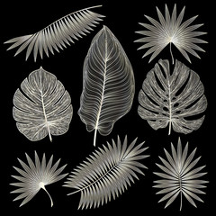 Set tropical leaf isolated. Vector illustration. EPS 10
