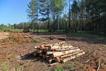 The felled trees in a forest in summer. Large-scale felling. Freshy cut and ready for transportation pine trunks. Forestry industry