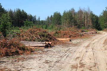 The road through the felling trees. The felled trees in a forest in summer. Large-scale felling. Freshy cut and ready for transportation pine trunks. Forestry industry