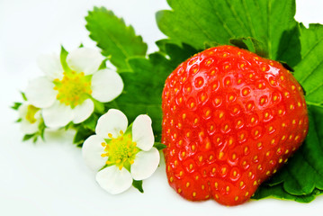 Fresh strawberries against white background close up