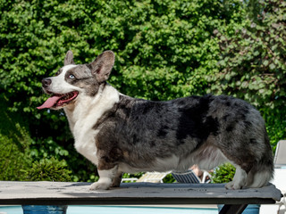 Beautiful grey corgi dog with different colored eyes