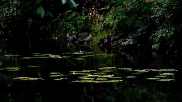 Late Summer Impressions from Western Ditch in Citadel Park in Berlin Spandau of August 23, 2016, Germany