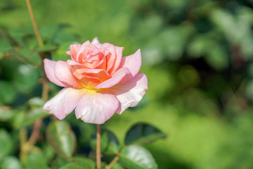 ピンク色のばら